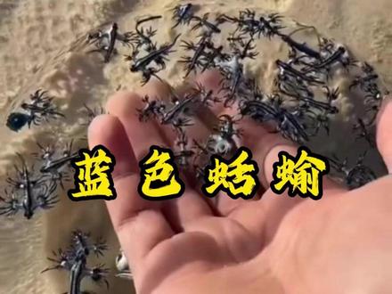 神奇的蓝色蛞蝓,几乎没什么人认识 #科普 #涨知识 #内容启发搜索