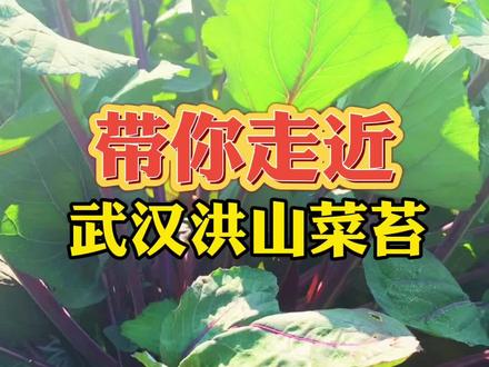 到底什么是正宗的洪山菜苔?洪山菜苔是怎么种植的?相关标准又是什么?一起来看看吧 #洪山菜苔