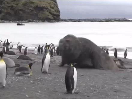 极限体重5000公斤的当代食肉目之王南象海豹 体重远超犀牛河马#神奇动物在抖音 #动物世界 #海洋生物 #象海豹