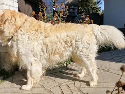 金毛能当护卫犬吗,金毛能看家护院吗会叫吗 #萌宠 #狗狗 #金毛 #金毛犬 #萌宠百科 #科学养宠 #宠物知识