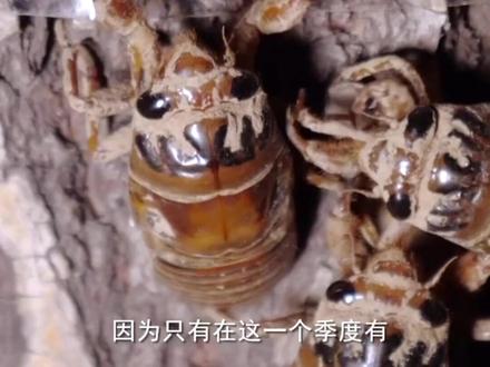 这玩意在你家叫啥?评论区讨论#科普 #丰收中国 #三农小知识 @抖音青少年
