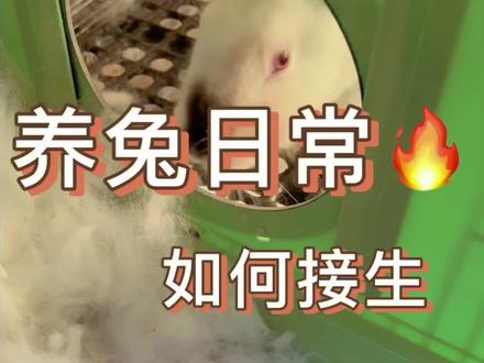 70后老阿姨带孙女养兔日常,新农人肉兔养殖