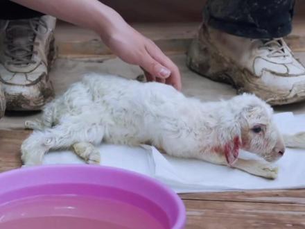 我们受尽宠爱快乐成长的晴格格出生受难记😭太难受了😭#十个勤天 #种地吧 #蒋晴天#小羊晴格格 #蒋敦豪为小羊接生