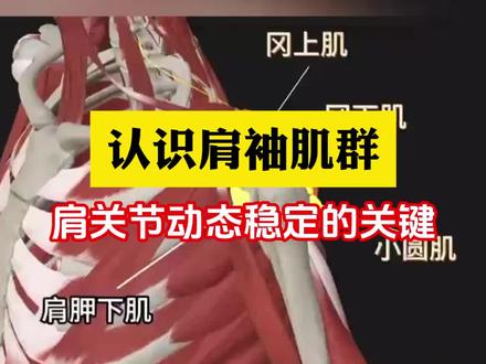 认识一下我们的肩袖肌群 #医学科普 #人体结构 #3d动画演示 #肩袖损伤 #肩关节