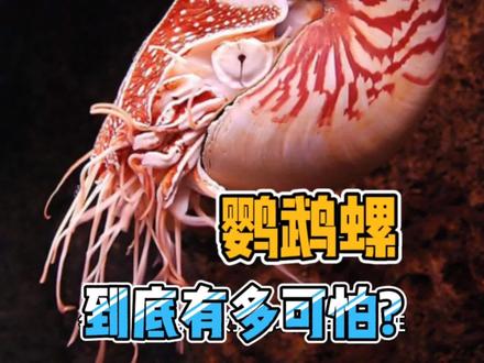 鹦鹉螺到底有多可怕?别以貌取鹦鹉螺!这是一只致命的可爱杀手。#30秒科普 #关注我每天坚持分享知识 #动物科普 #鹦鹉螺 #人类与动物和谐相处