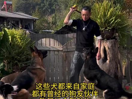 科目犬 @亿融标榜犬业 狗由狼驯化而来,典型的群居社会性动物,在它们的意识里有着严格的等级制度,狼群的等级在肚子里就已经分配好了,不同等级享用猎物的不同部位,它们的排泄和身体会散发不同的气味,这就是狗狗喜欢闻同类排泄物和对方屁股的原因,这是在相互了解收集信息,所以狼群除了首领副首领的压制惩戒,其余成员很少斗殴。而人类养的狗狗我们干预了它的一切,它们之间已经无法用气味判定,地位强势的那部分犬就会选择用战力区分彼此等级。但这一切又必须干预,不然和野兽有什么区别。我们已然扮演着它们的首领,它们更需要我们的干预和改变才能成为你想要的。我们干预它的爱好,干预它的习惯,干预它的心态,干预它的认知,干预它的行为等等。除非你想养一只肉狗。#马犬#史宾格#东德#西德#德牧