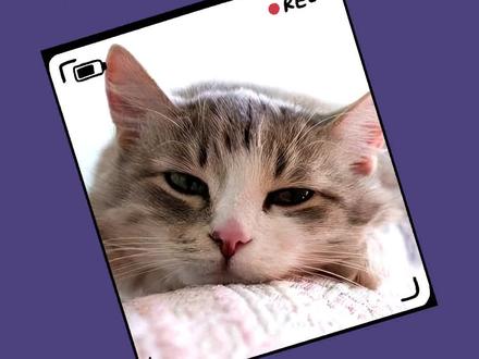 得了癫痫的苦命小猫,发作起来是什么样?你会怕它,还是愿意安抚它?#癫痫 #记录猫咪日常 #新手养猫 #我和我的猫 @DOU+小助手