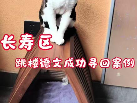 养猫一定要封窗! 队员出勤重庆长寿区,寻找一只从五楼跳楼的德文,最终在一楼杂物堆找到丢失猫咪,万幸猫咪无大碍,养猫一定要封窗#重庆找猫团队 #重庆找猫 #寻猫 #真实生活分享计划