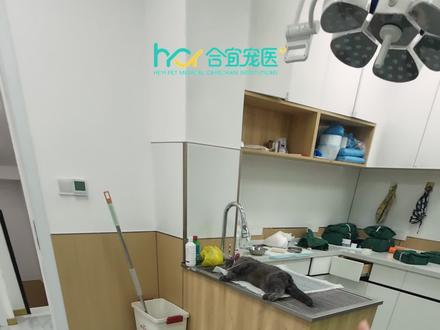 拯救猫咪“恋爱脑” #喵主子 #宠物医院的日常 #临沂宠物医院 #临沂合宜宠医