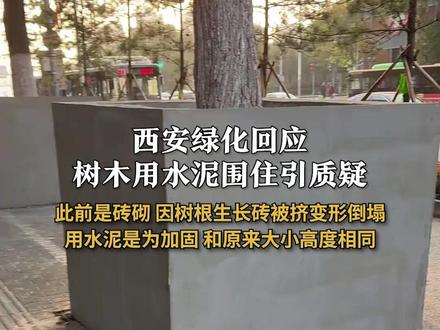 #西安绿化回应树用水泥围住引质疑 :此前是砖砌 因树根生长砖被挤变形倒塌 用水泥是为加固 和原来大小高度相同#城市绿化 #环境
