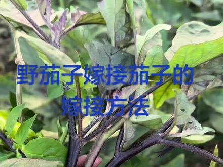 野茄子嫁接茄子的嫁接方法#野茄子嫁接茄子 #茄子嫁接技术 #托鲁巴姆