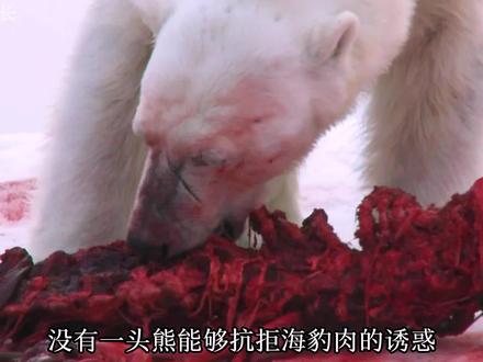 北极熊母子顽强地熬过了这个夏天,它们不会再挨饿了#动物世界 #北极熊
