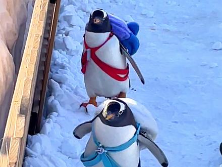 鄂尔多斯版“高雅人士”来啦! 鄂野企鹅背书包“上班”简直“高雅” 游客:蹦蹦跳跳的 很可爱#鄂尔多斯野生动物园 #企鹅 #高雅人士 #可爱到爆炸💥