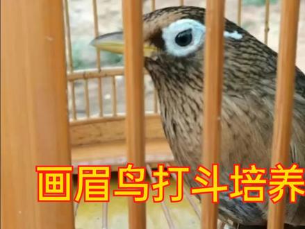 极品画眉鸟打斗培养方法。