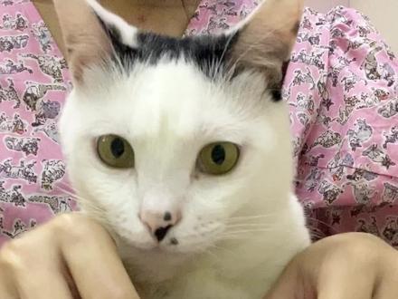 猫瘟如何正确消毒✅养猫家庭必看💯#萌宠 #科学养宠攻略 #猫瘟 #猫瘟消毒 #猫瘟病毒