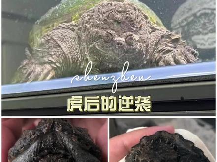 虎行风后代一年的成长变化#龟龟🐢 #佛鳄龟 #猛兽