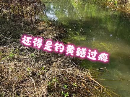 钓黄鳝 还得是鱼塘里的条子大#钓黄鳝 #真实户外
