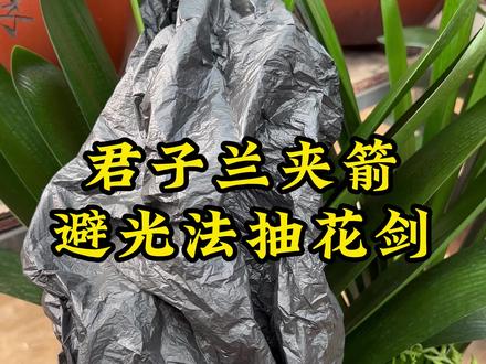 君子兰夹箭了,采用“避光法”可以让花箭抽出来#君子兰 #养花小知识 #花卉绿植 #爱生活爱养花 @抖音小助手