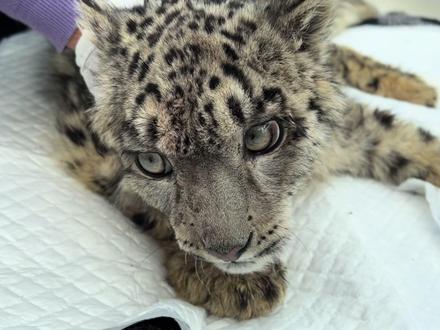 #雪豹#凌小蛰 救护雪豹幼崽后续—2