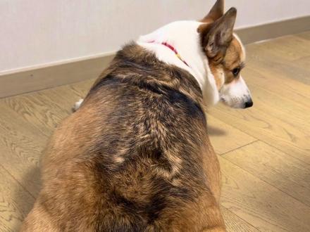 站着趴着都一样长 #柯基 #这狗是有点反骨在身上的 #不养狗不知道养狗的乐趣