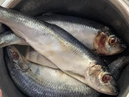 酱焖青鱼,特别好吃的一个菜,就是鱼刺有点多#美食教程 #美食vlog #每日美食分享 #农村美食 #抖音美食创作者 #青鱼 #跟抖音学做菜