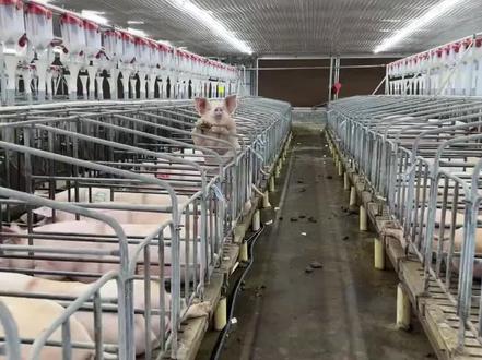 不用养猪就能吃上猪肉?我国细胞培养猪肉已实现规模化量产,预计1—2年内走向市场#猪肉 #人造肉 #细胞培养肉