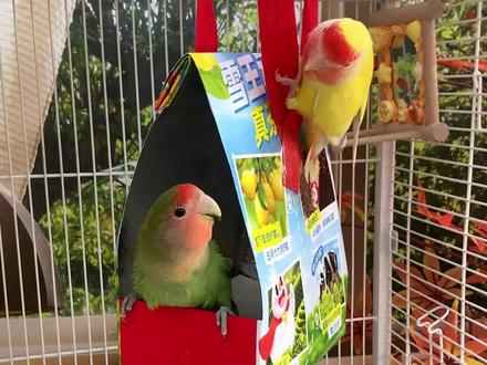 教你一分钱不花,自制一个暖暖的鹦鹉棉窝! #鹦鹉 #自制鹦鹉棉窝 #养鸟经验分享