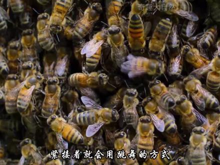 蜂途:一场以舞为契的迁徙史诗 #动物世界 #动物科普 #蜜蜂 #神奇的动物在抖音