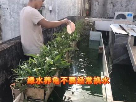 最近很多龟友私聊我#龟腐皮烂甲咬尾 现在做视频告诉你们!#养龟 #养龟日常 #养龟人#宠物龟