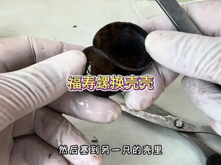 福寿螺换壳手术 #福寿螺