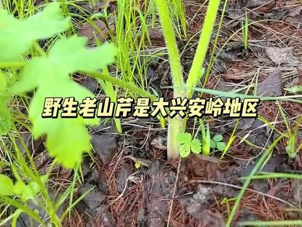 老山芹,东北山野菜学名短毛独活/东北牛防风,伞形科,别名大叶芹、黑瞎芹、窝瓜芹吃法:焯水去涩,可凉拌、蘸酱、做馅、炖菜、腌制;东北名菜“老山芹炖骨头”口感:脆嫩多汁、清香,被称山野菜“绿色黄金。