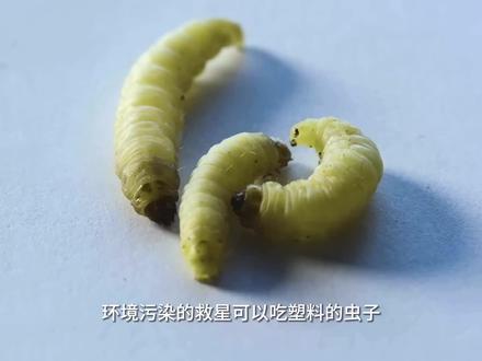 环境污染或许有着落了,会吃塑料的虫子!