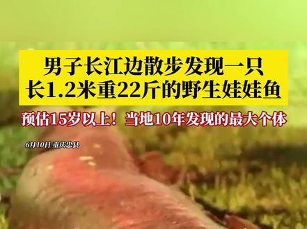 男子在重庆忠县江边散步,发现一只年龄超15岁的野生娃娃鱼!长1米2,重约22斤,是当地近十年来发现的最大个体,目前已放归长江。#媒体精选计划