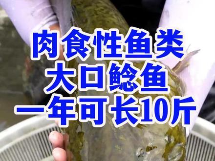 精品大口鯰,1年可长10斤,专吃小杂鱼,水蚯蚓,简单好养,各地都可养殖#三农养殖 #水产养殖 #特种水产养殖 #大口鯰