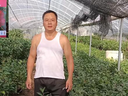 夏日系列品种茶花夏梦文清,大到巨型花,花朵艳丽,您喜欢吗?