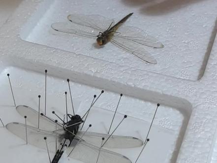 蜻蜓标本制作全过程~黄蜻和玉带蜻