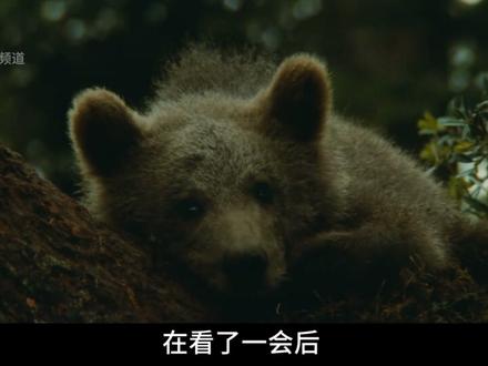 由真实棕熊出演的催泪影片 熊的故事 #熊的故事 #动物世界