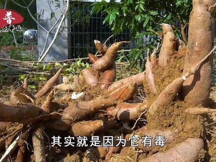 木薯能毒死人,为什么我国还要大量种植?木薯还能吃吗?