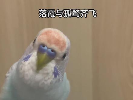 来,我们来朗读一下《滕王阁序》😄#虎皮鹦鹉 #萌宠成精 #会说话的虎皮鹦鹉