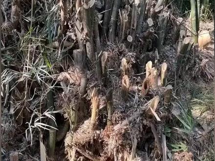 竹子真正能杀根的除草剂配方,5天见效连根烂掉,收藏起来用得到 竹子真正能杀根的除草剂配方,5天见效连根烂掉,收藏起来用得到