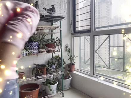 养花阳台变鸽舍,一步一步整理来,记录一下!!!#信鸽