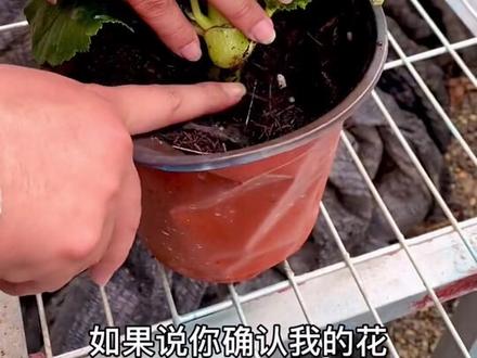 #丽格海棠 #养花 #花卉绿植 #养护 给大家分享一下丽格海棠的基础养护知识🤔🤔🤔