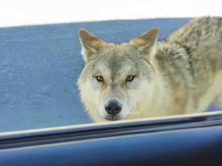 让6岁女儿近距离投喂野狼,母亲在后面边拍边笑 #可可西里 #无人区 #狼 #离谱