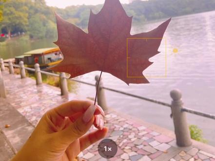 教你如何自制枫叶笔刷!快get√起来!!#procreate