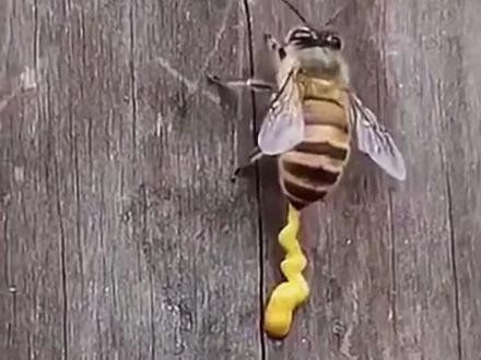 蜜蜂 蜂蜜是怎样形成的?#动物解说 #蜜蜂