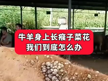 牛羊身上长瘊子菜花 我们到底怎么办 #养牛 #养牛人 #农村养牛 #牛长瘊子 #牛菜花瘤