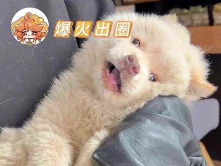 它明明还是个宝宝啊,为什么会有人去虐待虐杀这些、对人无害,甚至会对我们示好的弱小 #弃养 #土松 #泪目 #小狗