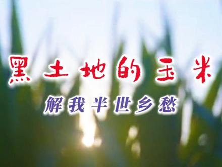 黑土地的玉米,解我半世乡愁 作者/阿紫 视频制作/王福信