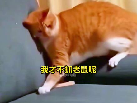 猫:外卖上门了? #搞笑动物配音 #搞笑配音 #搞笑视频