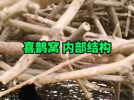 喜鹊窝内部结构,鸟界的豪华别墅